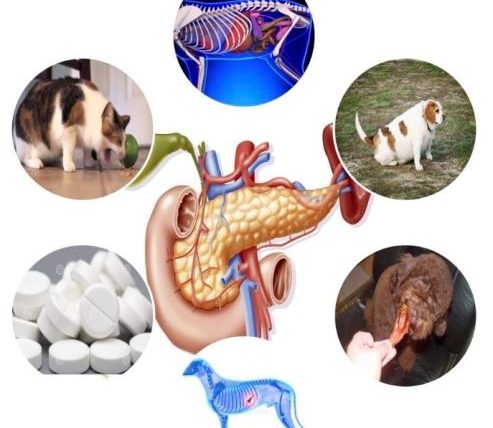 胰臟炎狗狗可以吃雞蛋嗎