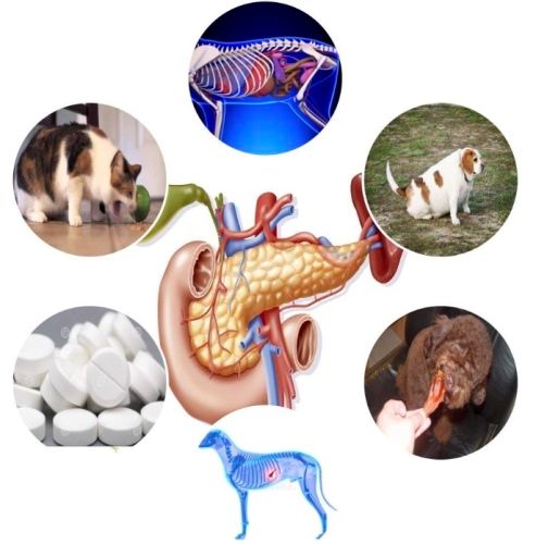 胰臟炎狗狗飲食 胰臟炎狗狗飲食