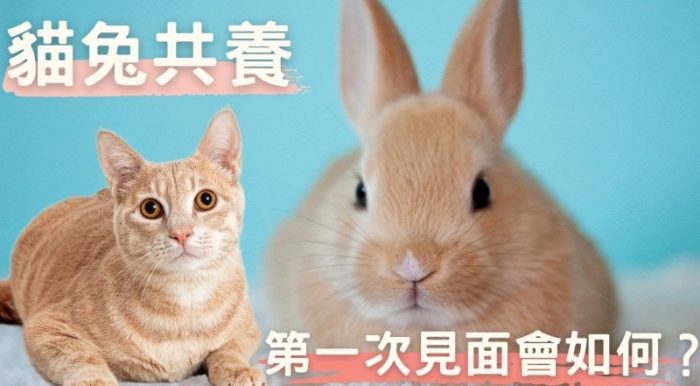 貓兔共養