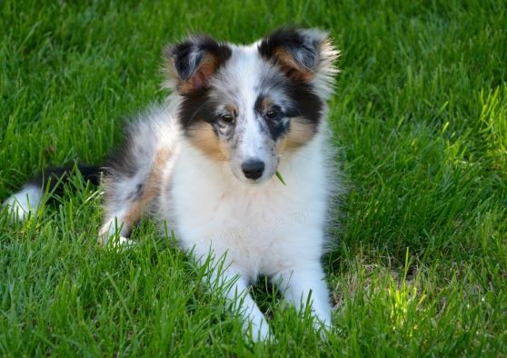 喜樂蒂訓練方法 喜樂蒂訓練方法