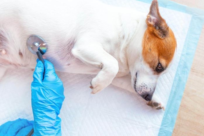 狗早期腎臟病症狀、診斷與治療全指南：搶救毛孩腎功能關鍵期