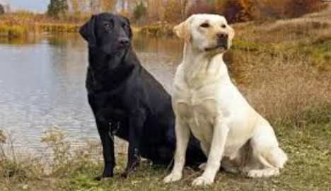 拉布拉多犬毛色 拉布拉多犬毛色