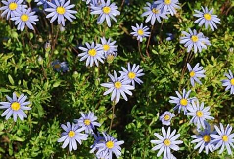 雛菊 花語 藍色 雛菊 花語 藍色