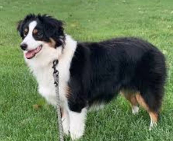 迷你澳牧多大 迷你澳牧多大