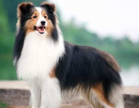 喜樂蒂牧羊犬健康問題 喜樂蒂牧羊犬健康問題