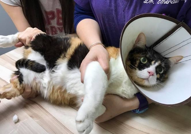 貓類固醇副作用