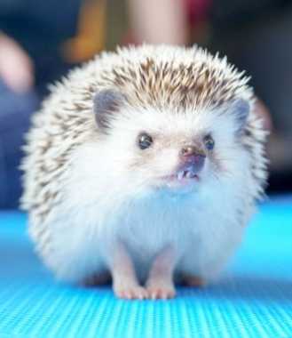 刺蝟可以摸嗎 刺蝟可以摸嗎