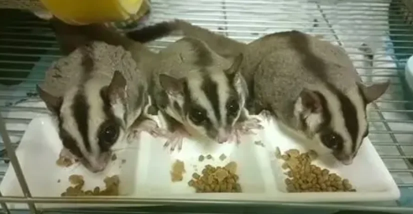 蜜袋鼯挑食怎麼辦