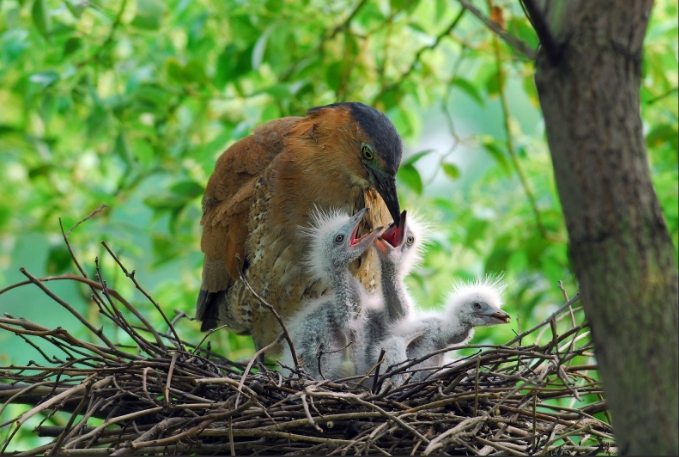 黑冠麻鷺巢位置