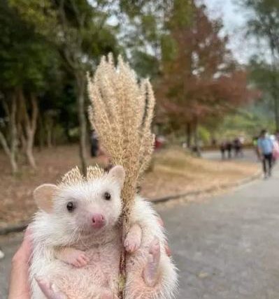 歐洲刺蝟非洲刺蝟