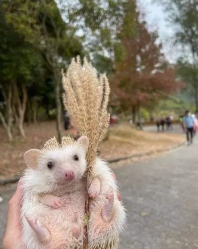 歐洲刺蝟與非洲刺蝟終極比較：飼養差異、習性解析與選擇指南