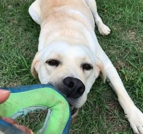 狗狗感情培養方法