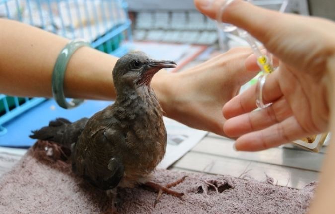 麻雀幼鳥餵食方法