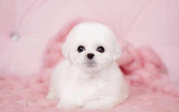 捲毛比熊犬飼養