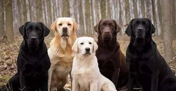 如何照顧混種狗 如何照顧混種狗