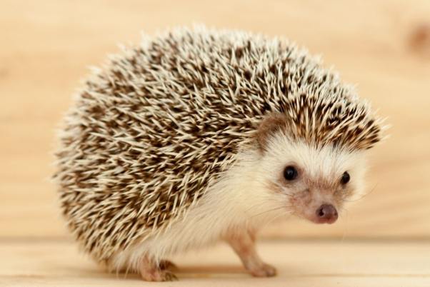 飼養刺猬 飼養刺猬