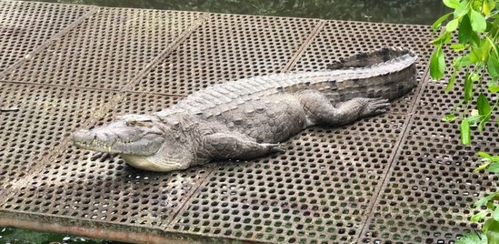 鱷魚生態農場旅遊 鱷魚生態農場旅遊