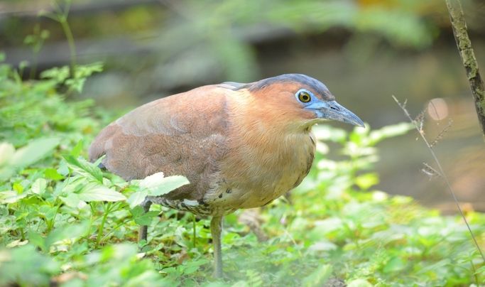 台灣鳥類保育級別