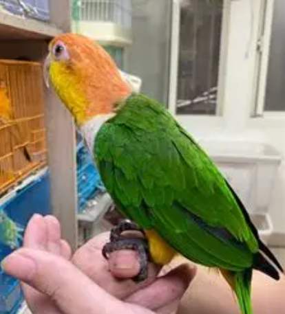 飼主定義全解析：從法律責任到情感連結的完整指南