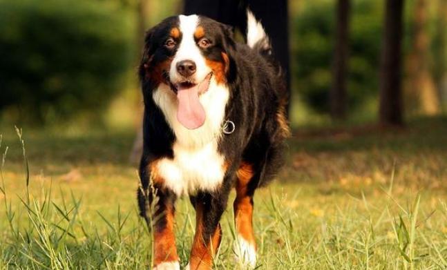 大型犬品種 大型犬品種