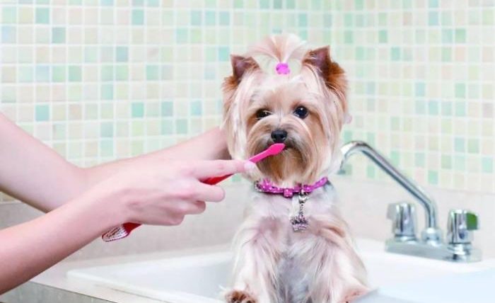 狗狗洗牙後注意事項