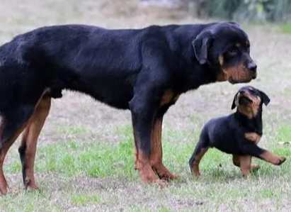 犬隻咬人法律責任 犬隻咬人法律責任