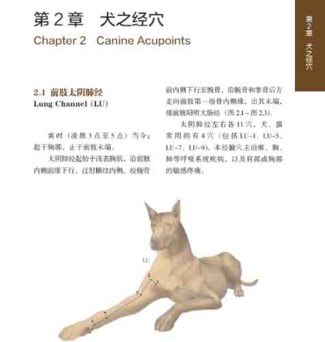 狗前庭炎治療 狗前庭炎治療