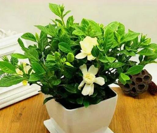 梔子花养护技巧 梔子花养护技巧