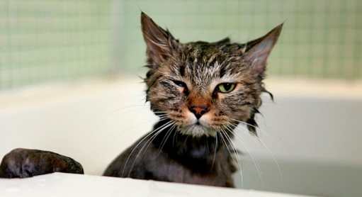 貓洗澡癲癇症狀 貓洗澡癲癇症狀