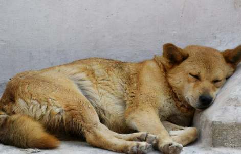 狗睡眠不足影響 狗睡眠不足影響