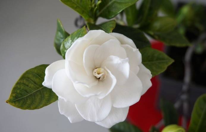 梔子花種植 梔子花種植