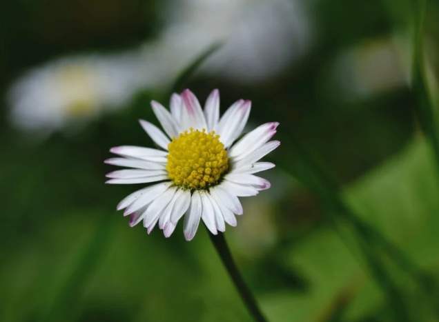 雛菊花語意義 雛菊花語意義