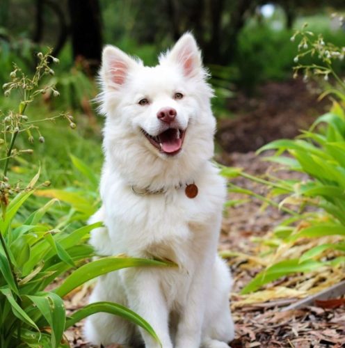 狗的寿命多长？完整解析平均寿命、關鍵因素與實用延長秘訣