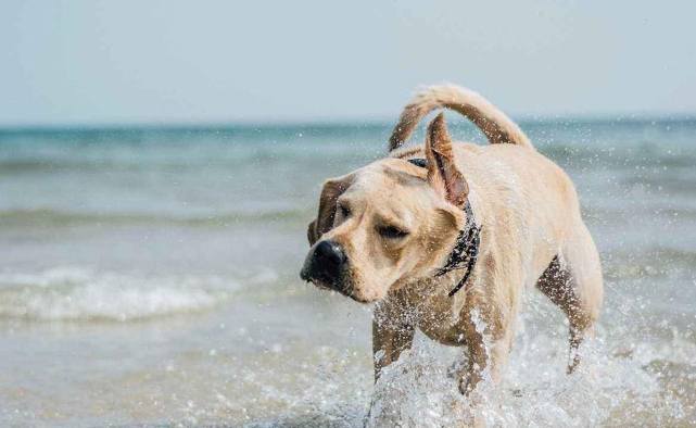 寵物口水異常處理