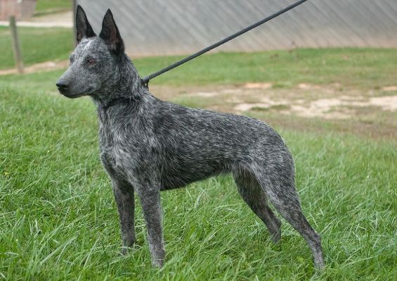 短尾牧牛犬訓練 短尾牧牛犬訓練