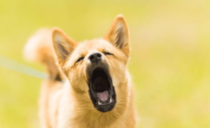 狗狗一直叫的原因