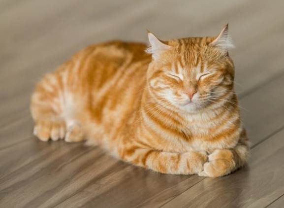 貓咪吃木瓜 貓咪吃木瓜