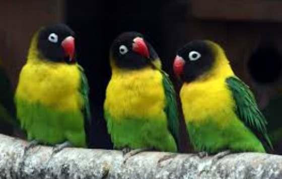 牡丹鸚鵡生蛋照顧 牡丹鸚鵡生蛋照顧