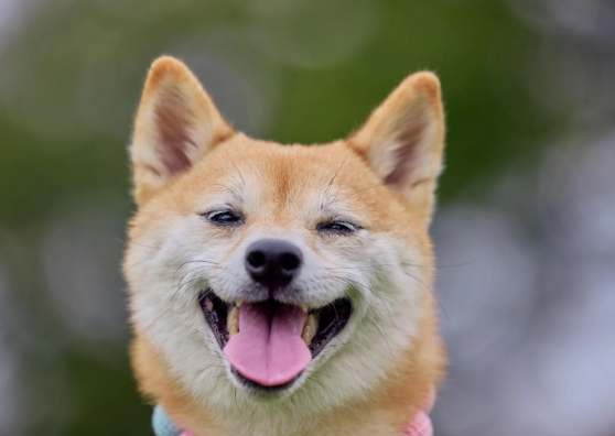 柴犬情感表達 柴犬情感表達