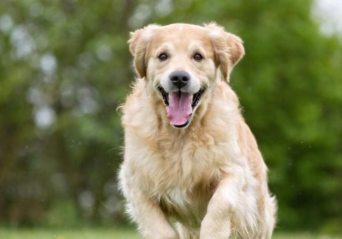 中大型犬飼養 中大型犬飼養