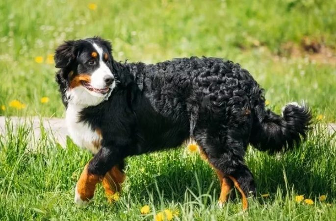 大型犬飼養 大型犬飼養