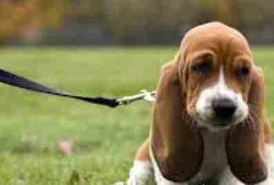 幼犬牽繩訓練技巧 幼犬牽繩訓練技巧