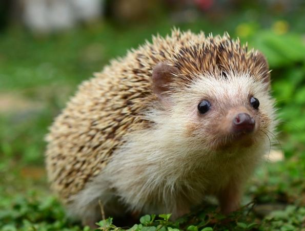 刺蝟照顧 刺蝟照顧