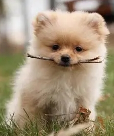 小型犬飼養 小型犬飼養