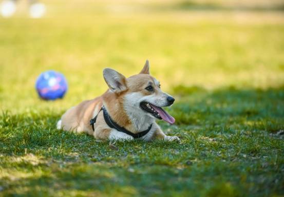 狗狗中暑急救 狗狗中暑急救