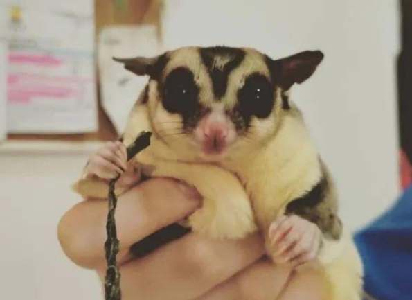 蜜袋鼯飲食 蜜袋鼯飲食