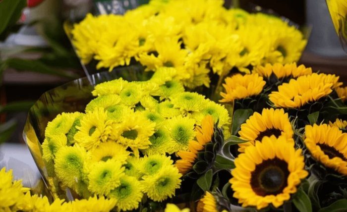 黃色小雛菊花語