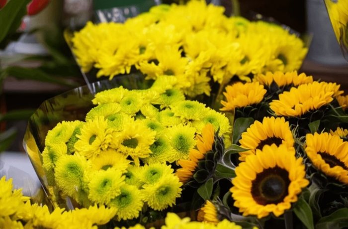 黃色小雛菊花語全解析：含義、象徵與實用送花指南