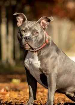 澳洲斗牛犬品種 澳洲斗牛犬品種