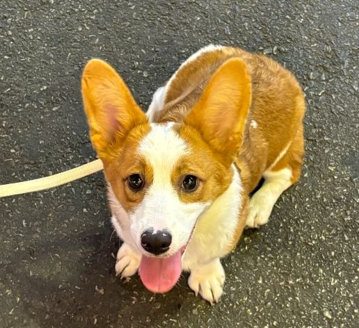 柯基亂叫 柯基亂叫